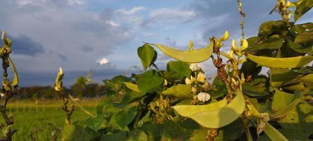 kara een keer of Javaans varkensvlees Boon, vicia faba is een fabriek van de geslacht vicia foto