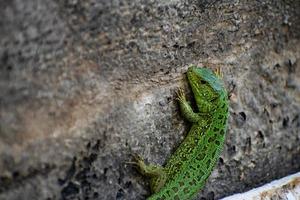 groen hagedis. lacerta viridis. oestliche smaragdeidechse. Europese groen hagedis. foto