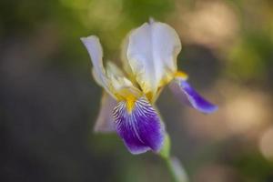 paars bloemen. helder bloemen in de tuin. wilde bloemen met Purper en paars. mooi achtergrond van echt bloemen. foto