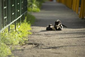kittens Speel Aan weg in zomer. katten Aan straat. dakloos kittens in tuin. foto