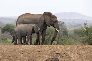 familie met baby olifant in Kruger park zuiden Afrika foto