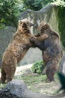 twee zwart grizzly bears terwijl vechten foto