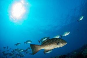 tandbaars zoete lippen school- van vis onderwater- foto