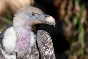 geïsoleerd gier, buizerd op zoek Bij u foto