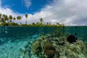 snorkelen in Frans Polynesië naar beneden onder wereld foto