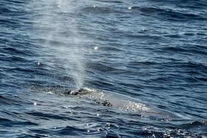 sperma walvis terwijl blazen Bij zonsondergang foto