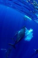 duiken met gebochelde walvis onderwater- in moorea Frans Polynesië foto