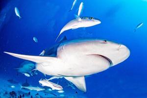 stier haai in de blauw oceaan achtergrond foto