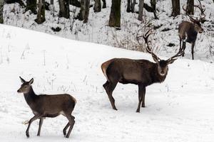 rood hert Aan sneeuw achtergrond foto