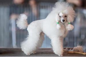 poedel wit hond op zoek Bij u Aan een toilet tafel foto