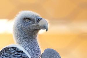 gier, buizerd op zoek Bij u foto