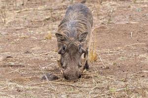 wrattenzwijn in Kruger park zuiden Afrika foto
