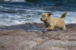wit wolf hond terwijl op zoek Bij u van de zee foto