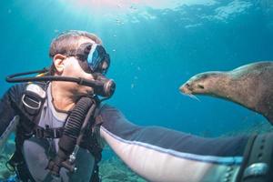 fotograaf duiker naderen zee leeuw familie onderwater- foto