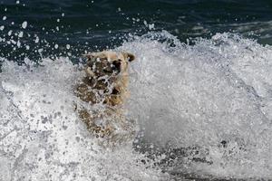 wit wolf hond terwijl op zoek Bij u van de zee foto