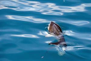 maanvis onderwater- terwijl aan het eten kwal foto