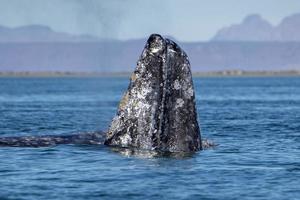 grijs walvis aan het kijken in baja Californië foto