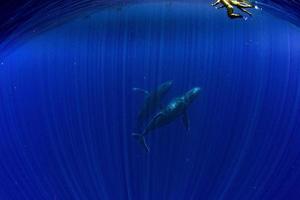 duiken met gebochelde walvis onderwater- in moorea Frans Polynesië foto