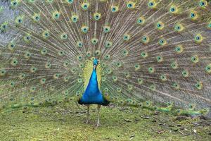 Pauw vogel geweldig veer Open wiel portret foto