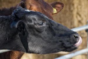 koe portret terwijl likken foto