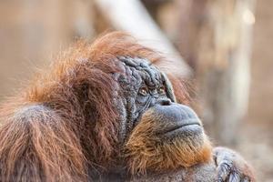 oud orang oetan aap portret terwijl op zoek Bij u foto