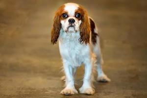 ridder koning hond portret op zoek Bij u foto