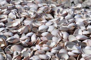 duizend van verschillend schelpen Aan de strand foto