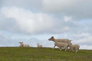 een schapen van IJsland met haar kalf terwijl rennen foto