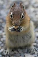 grond eekhoorn portret foto