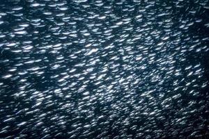 sardine school- van vis onderwater- dichtbij omhoog foto