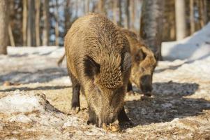 geïsoleerd wild varkensvlees terwijl aan het eten foto