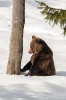 bruin beer Aan de sneeuw achtergrond foto
