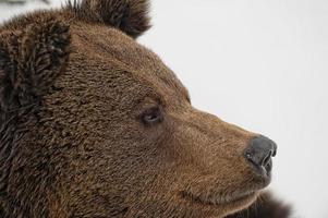 beer bruin grizzly portret in de sneeuw foto