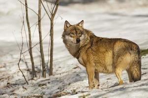 een grijs wolf geïsoleerd in de sneeuw terwijl op zoek Bij u foto