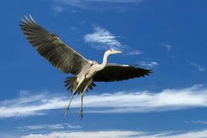 een blauw zwart reiger in de blauw lucht achtergrond foto