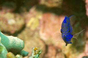 een kleurrijk vis Aan moeilijk koraal macro in cebu Filippijnen foto