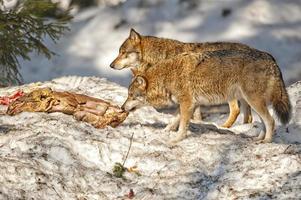 groep van grijs wolf Aan de sneeuw achtergrond foto