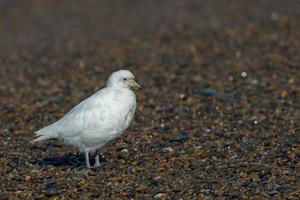 besneeuwd sheatbill paloma antarctica wit vogel portret foto