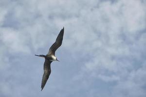 jan-van-gent vogel terwijl vliegend foto