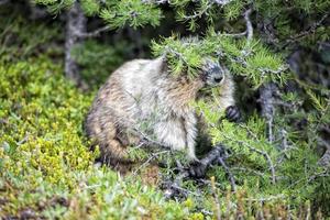 rotsachtig bergen Canadees marmot portret foto