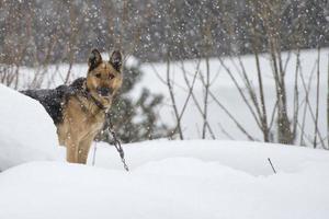 hond onder de sneeuw foto