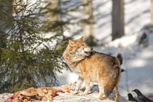 wolf aan het eten in de sneeuw