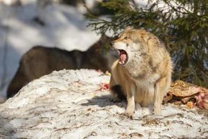 wolf aan het eten in de sneeuw foto