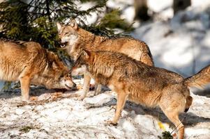 wolf aan het eten en jacht- Aan de sneeuw foto