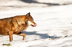 grijs wolf Aan de sneeuw achtergrond foto