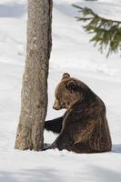 bruin beer grizzly in de sneeuw achtergrond foto