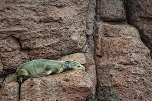 gewond zegel zee leeuw in baja Californië foto