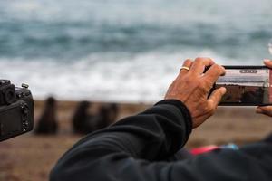 fotograaf nemen afbeelding van zee leeuw foto