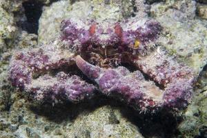 een krab in cebu Filippijnen foto