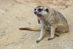 geïsoleerd meerkat op zoek Bij u foto